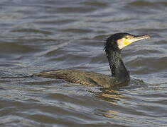 Great Cormorant