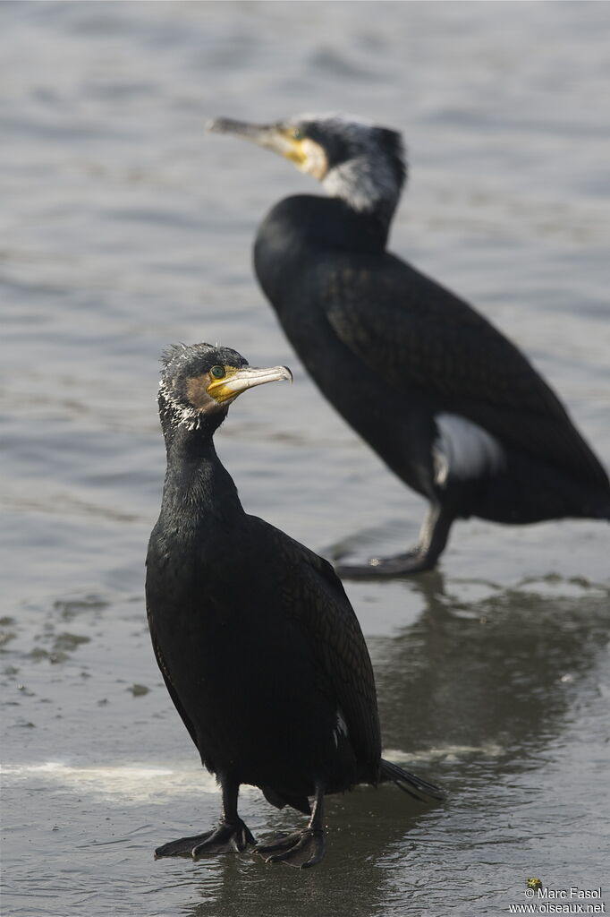 Grand Cormoranadulte nuptial, identification