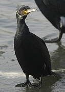 Great Cormorant