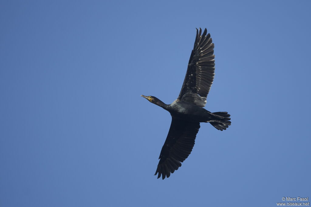 Grand Cormoranadulte internuptial, Vol