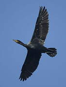 Great Cormorant