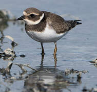 Common Ringed Plover