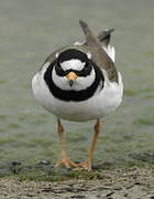 Common Ringed Plover