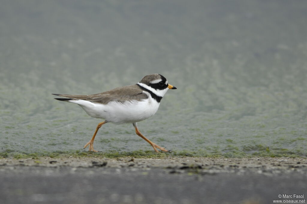 Common Ringed Ploveradult breeding, identification