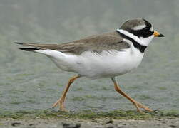 Common Ringed Plover