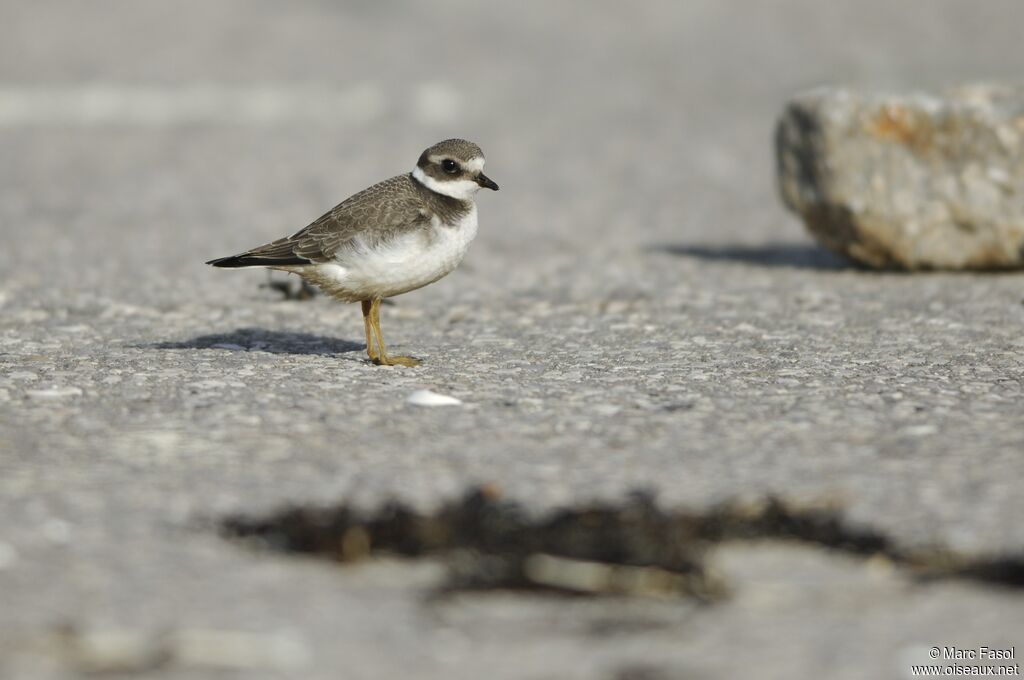 Common Ringed PloverFirst year, identification