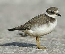 Common Ringed Plover