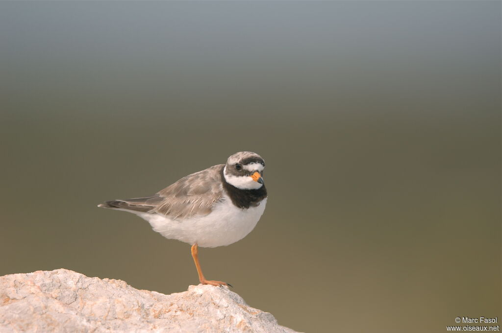 Common Ringed Ploveradult post breeding, identification