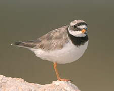 Common Ringed Plover