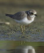 Common Ringed Plover