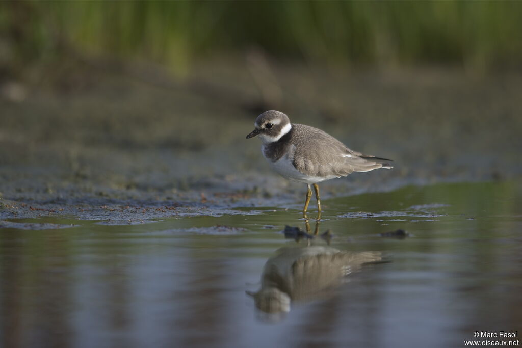 Common Ringed Ploverjuvenile, Behaviour