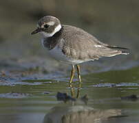 Common Ringed Plover