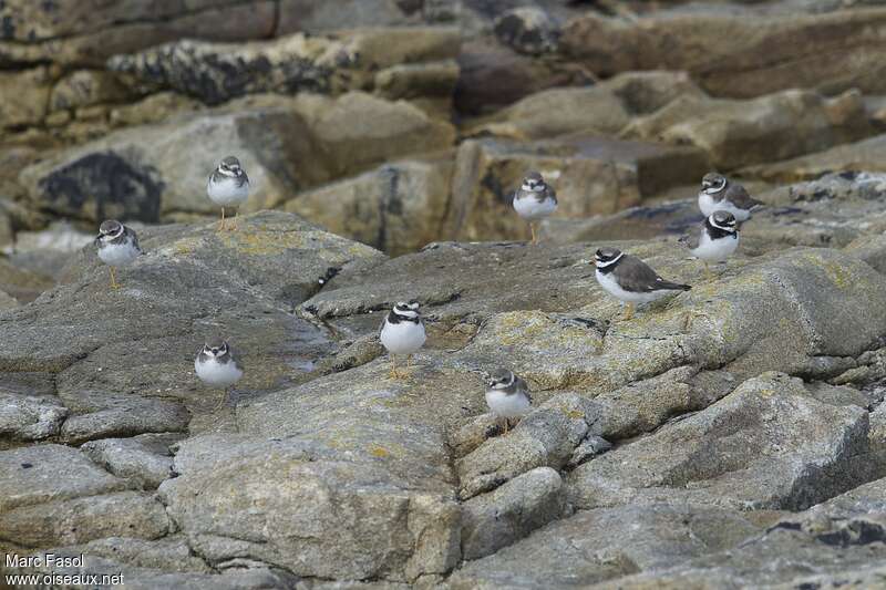 Common Ringed Plover, camouflage, Behaviour