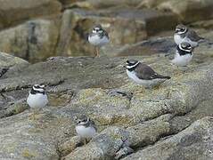 Common Ringed Plover