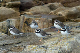 Common Ringed Plover