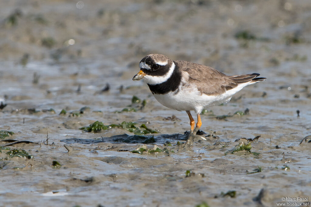 Grand Gravelotadulte, identification, pêche/chasse