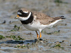 Common Ringed Plover