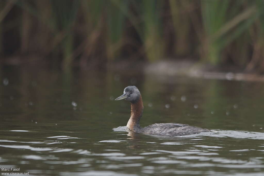 Great Grebeadult, pigmentation, swimming