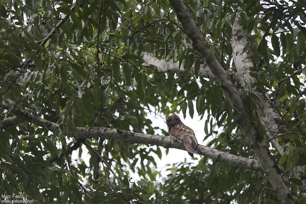 Great Potooadult, habitat, Behaviour