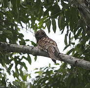 Great Potoo