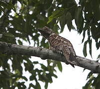 Great Potoo