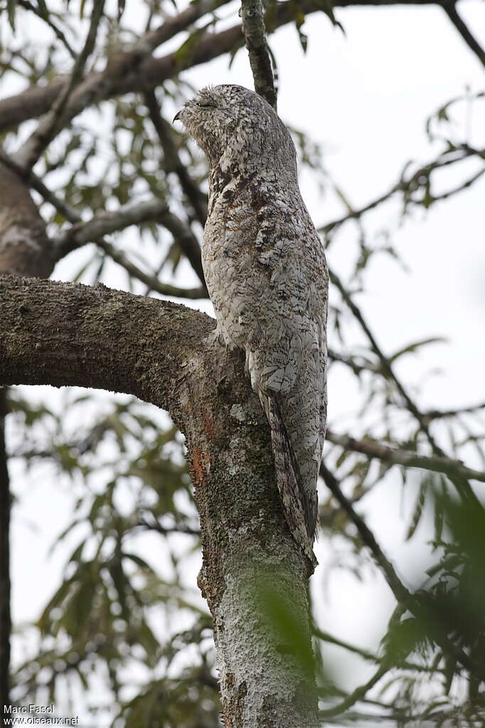 Grand Ibijauadulte, identification