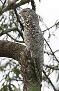 Great Potoo