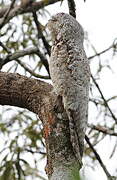 Great Potoo
