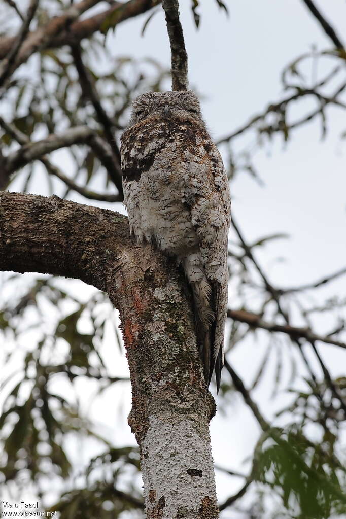 Great Potooadult, close-up portrait, Behaviour