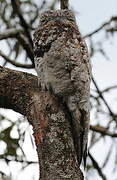 Great Potoo