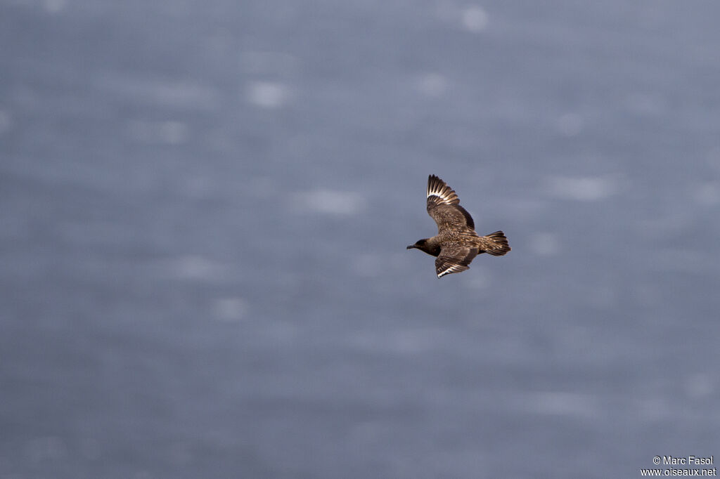 Great Skuaadult, Flight