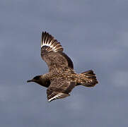 Great Skua