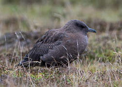 Great Skua