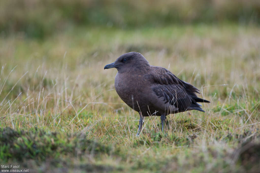 Grand Labbejuvénile, identification