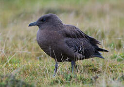 Great Skua