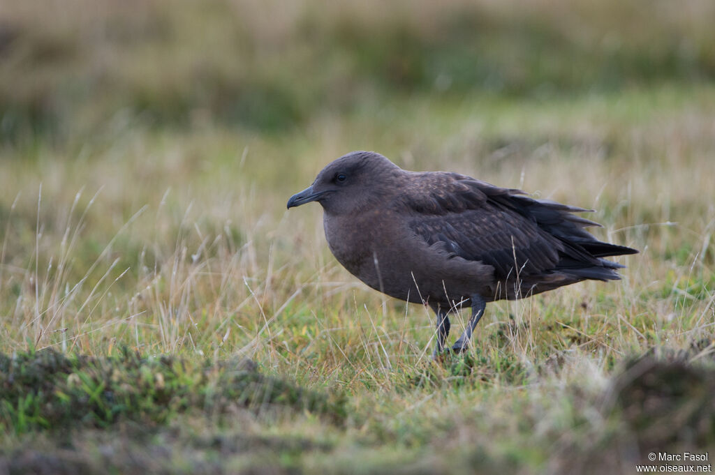 Grand Labbejuvénile, identification