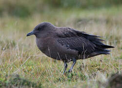 Great Skua