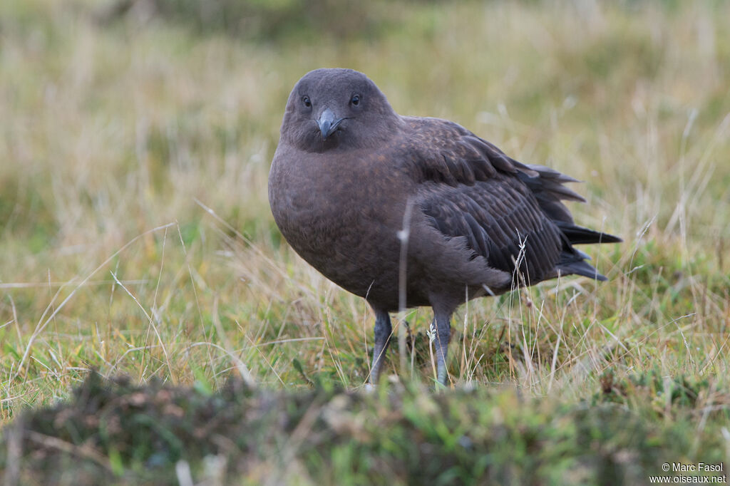 Great Skuajuvenile, identification