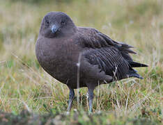 Great Skua