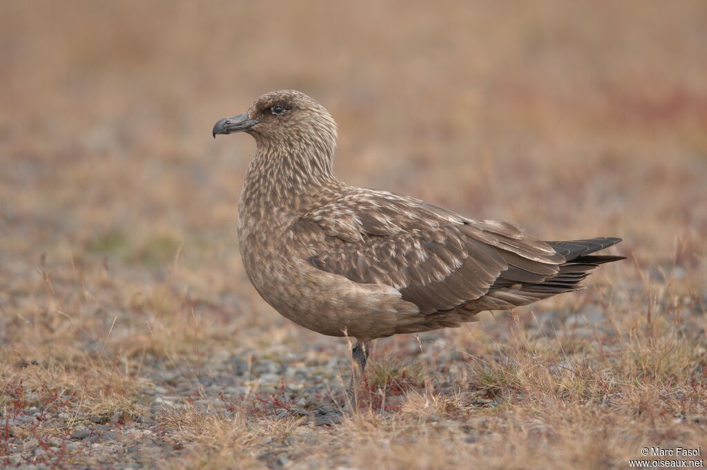 Great Skuaadult breeding, identification