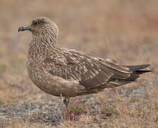 Great Skua