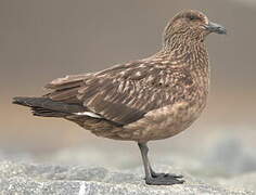 Great Skua