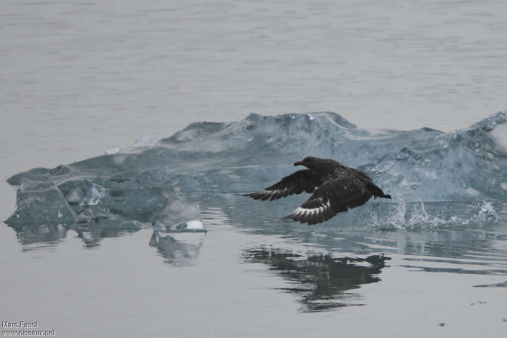 Great Skuaadult breeding, habitat, Flight