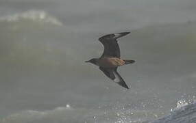 Great Skua