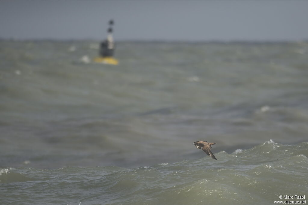 Great Skuaimmature, Flight