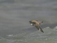 Great Skua