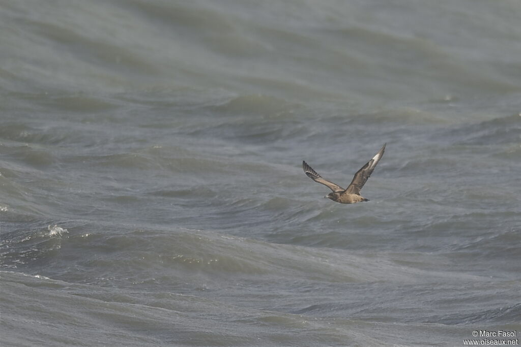 Great Skuajuvenile, Flight