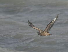 Great Skua