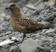 Great Skua