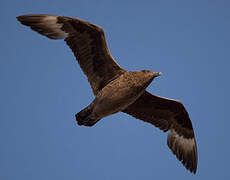 Great Skua